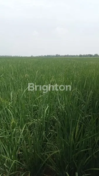 SAWAH PRODUKTIF DENGAN IRIGASI TERBAIK