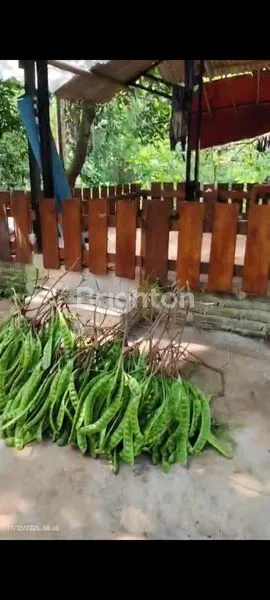 image TANAH KEBUN SHM 641M² MURAH DI PASAWAHAN (5)