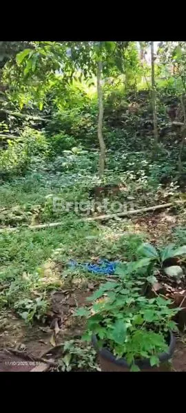 image TANAH KEBUN SHM 641M² MURAH DI PASAWAHAN (7)