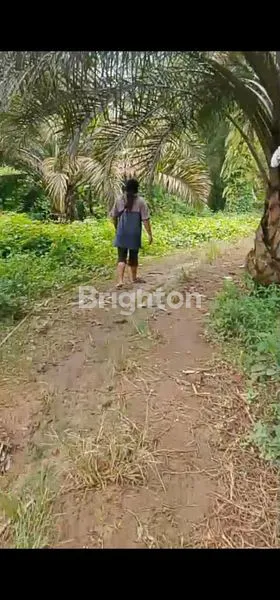 image TANAH LUAS 8.35HA SHM DI PANCUR BATU (3)