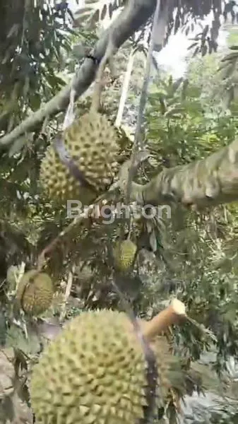 image PREMIUM LAND FOR SALE – DURIAN MUSANGKING ESTATE TABANAN  10 ARE | HILL, OCEAN & FOREST VIEW\\\\\\\\N (5)