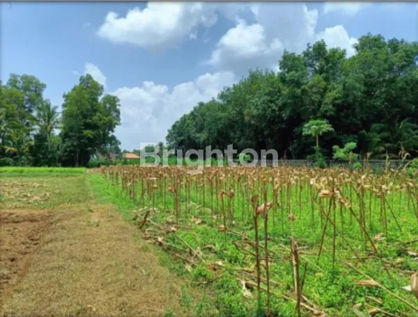 TANAH MURAH DIJUAL DI LAMPUNG TENGAH