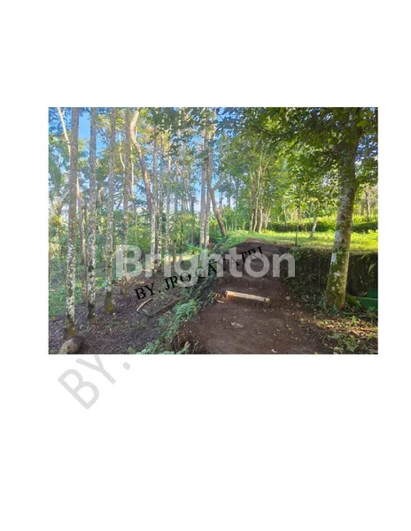 image TANAH LUAS 4 HEKTAR VIEW SUNGAI AYUNG – DESA BUAHAN KAJA, PAYANGAN, GIANYAR (2)