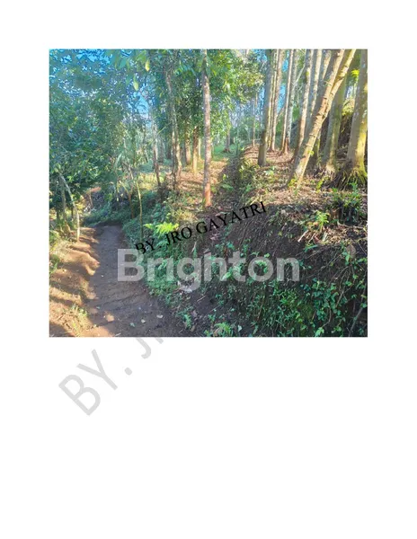 image TANAH LUAS 4 HEKTAR VIEW SUNGAI AYUNG – DESA BUAHAN KAJA, PAYANGAN, GIANYAR (4)