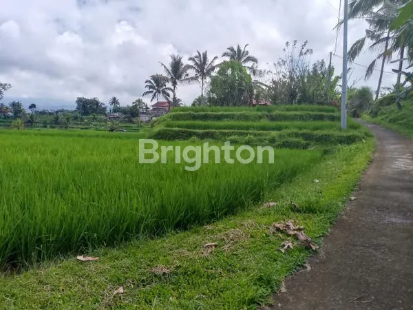 image SAWAH PRODUKTIF UNTUK BERINVESTASI JANGKA PANJANG DI KAWASAN PETANG BADUNG (2)
