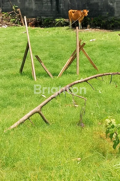 image LAHAN LUAS 5 ARE DI RENON, LOKASI PREMIUM (1)