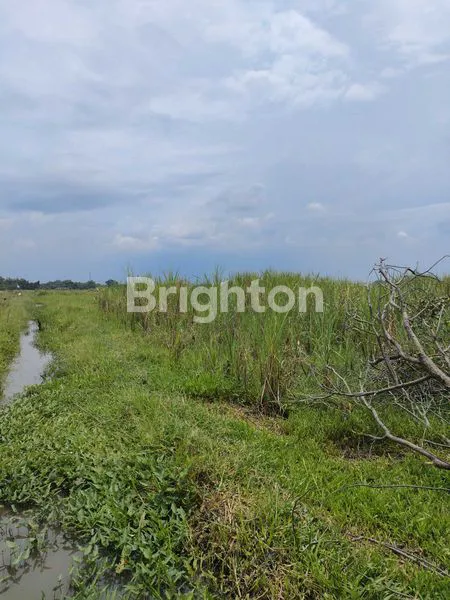 image TANAH SAWAH PASIF (2)