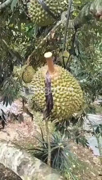 image PREMIUM LAND FOR SALE - DURIAN MUSANGKING ESTATE TABANAN VIEW (5)