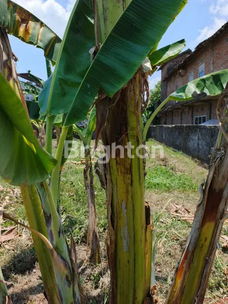 image TANAH STRATEGIS PINGGIR JALAN DENGAN LUAS 641 M2 DI JETIS KLATEN (6)