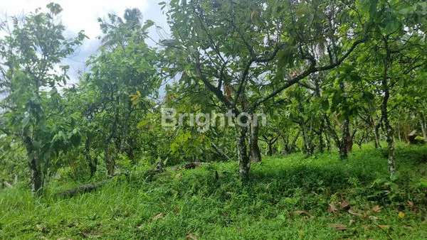 image DIJUAL TANAH KEBUN KAKAU DI MELAYA, JEMBRANA, LINGKUNGAN ASRI DAN SUDAH BISA PANEN (1)