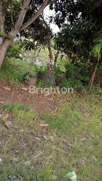 image TANAH SAWAH DI KUTOWINANGUN (2)