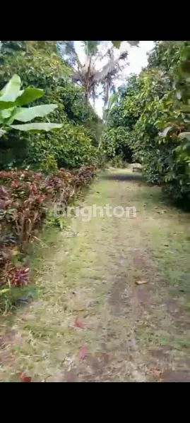 image TANAH 1,5HA STRATEGIS DI TABANAN (6)