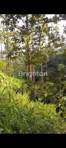 image TANAH 1,5HA STRATEGIS DI TABANAN (8)