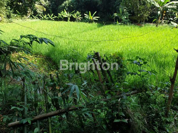 image DI JUAL TANAH SUBUR DI CIJERUK (2)