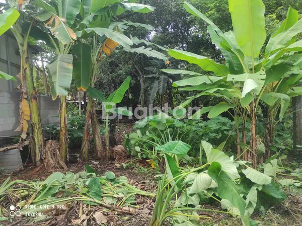 image TANAH PEKARANGAN AREA PALAGAN (4)