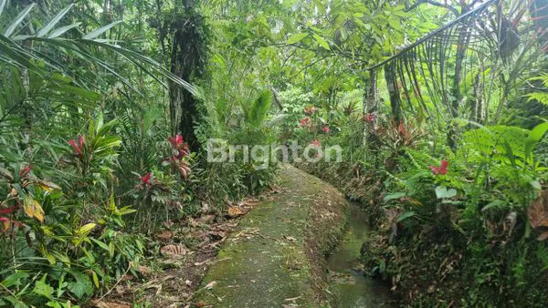 image DIJUAL TANAH VIEW AIR TERJUN DAN PERSAWAHAN DI TABANAN (6)