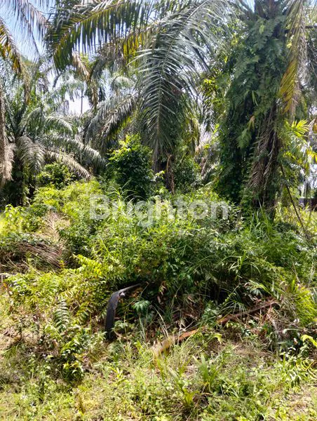 image TANAH KAVLINGAN DESA BARU (1)