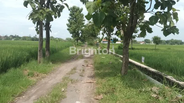 image TANAH SAWAH DI PAPAHAN KARANGANYAR (6)