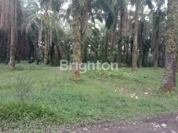 LAHAN DARAT KERING SELUAS SETENGAH HEKTAR LEBIH STATUS SHM DI DEKAT BINJAI, SANGAT COCOK UNTUK DEVELOPER PERUMAHAN