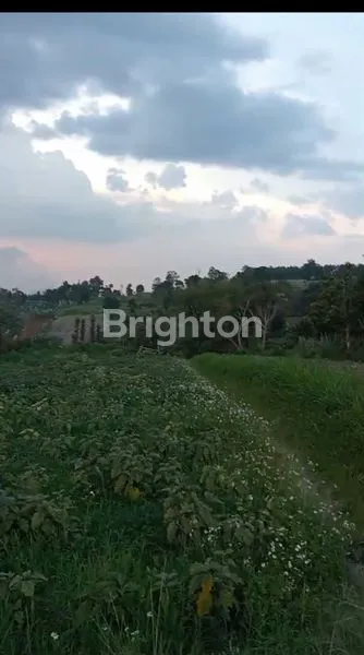 image TANAH DATAR. LOKASI PAKUHAJI , DESA CILAME JAWABARAT INFONESIA (1)