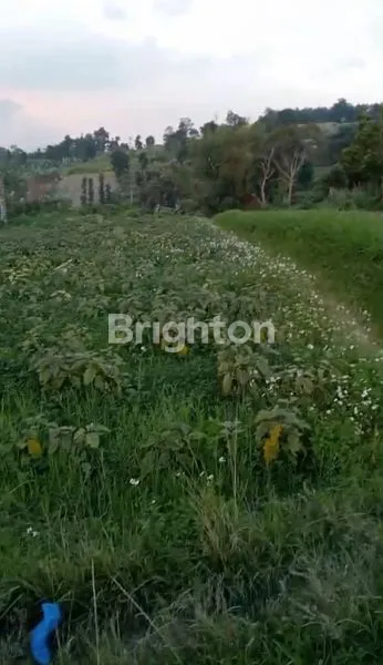 image TANAH DATAR. LOKASI PAKUHAJI , DESA CILAME JAWABARAT INFONESIA (2)