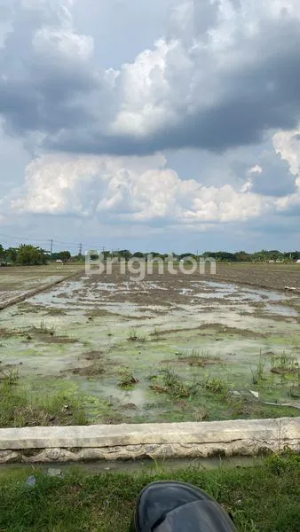 image TANAH SAWAH SRAGEN DEKAT GERBANG TOL (1)