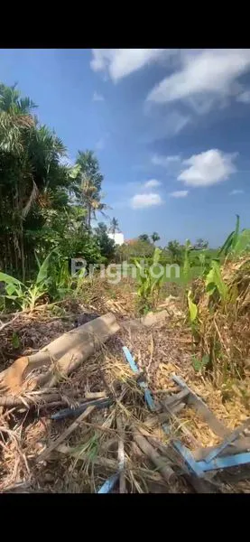 image LAHAN KECIL DISEWAKAN CANGGU (8)