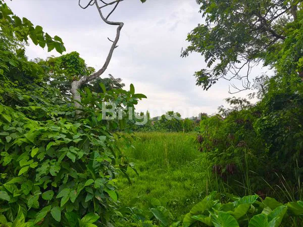 image TANAH PREMIUM 30,21 ARE DI SEMINYAK  (7)
