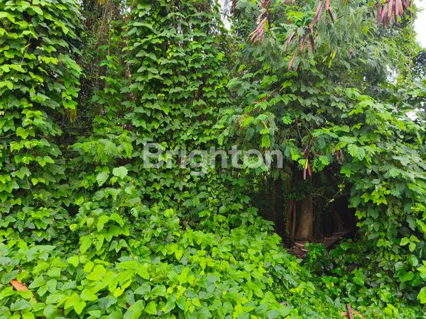 image TANAH PREMIUM 30,21 ARE DI SEMINYAK  (8)