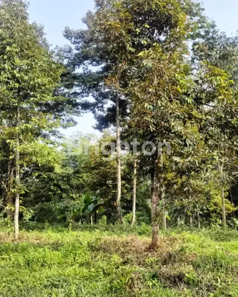 image TANAH KEBUN DIPINGGIR JALAN TRUCK ADA MATA AIRNYA DAN DURIAN 15 POHON (2)