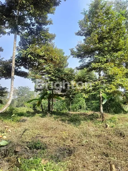 image TANAH KEBUN DIPINGGIR JALAN TRUCK ADA MATA AIRNYA DAN DURIAN 15 POHON (1)