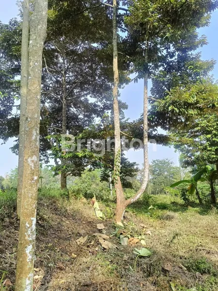 image TANAH KEBUN DIPINGGIR JALAN TRUCK ADA MATA AIRNYA DAN DURIAN 15 POHON (4)