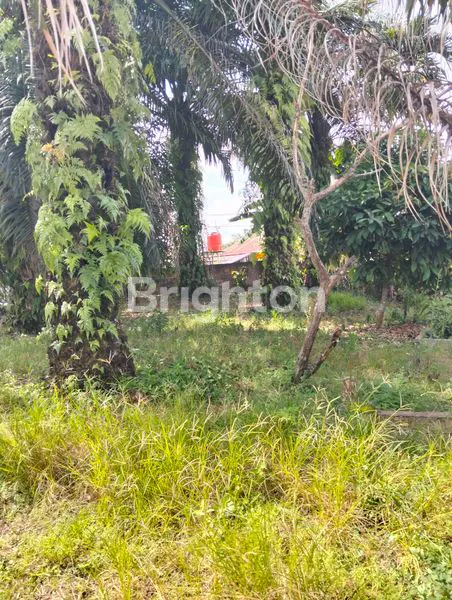 image TANAH SAWIT BONUS RUMAH (3)