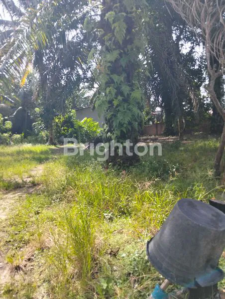 image TANAH SAWIT BONUS RUMAH (1)