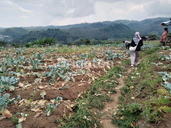 image TANAH STRATEGIS POROS JALAN UTAMA BUMIAJI BATU (1)