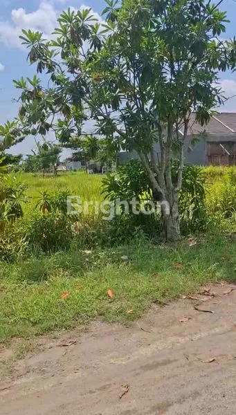 image JUAL TANAH AREA DINAR RAYA ELOK KECAMATAN TEMBALANG (3)