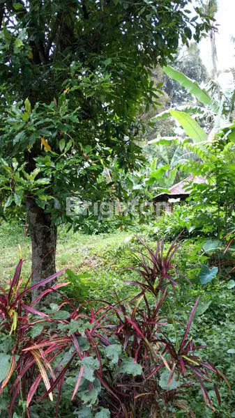 image DIJUAL TANAH PINGGIR JALAN DI BULELENG BALI (3)
