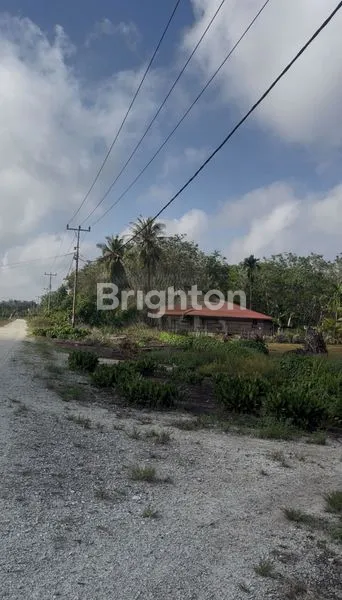 image DI JUAL KEBUN SAGU DI BENGKALIS (5)