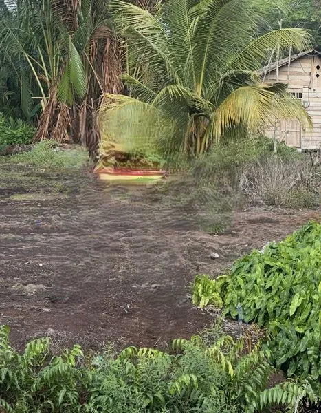 image DI JUAL KEBUN SAGU DI BENGKALIS (3)