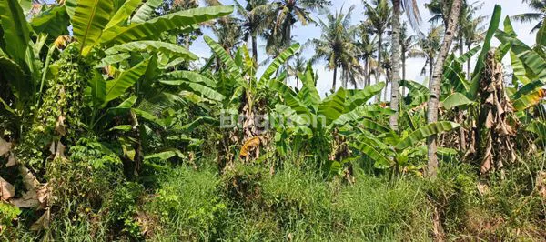 image INVESTASI TANAH JEMBRANA HARGA TERJANGKAU (6)