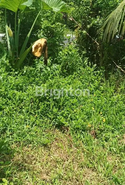 image INVESTASI TANAH MURAH 50 JUTA/ARE DI JEMBRANA BALI  (6)