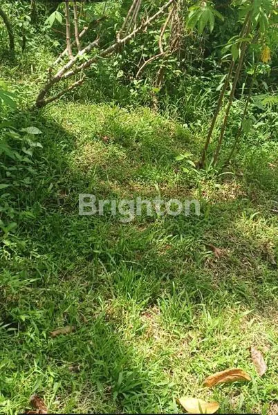 image INVESTASI TANAH MURAH 50 JUTA/ARE DI JEMBRANA BALI  (7)