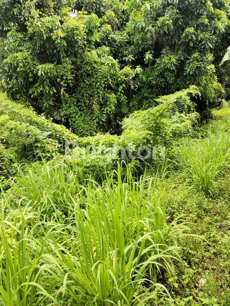 image TANAH PEKARANGAN LUAS DI JAKAL NGEMPLAK (6)