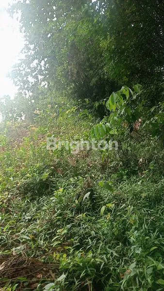 image DI JUAL TANAH CURUG BITUNG - BANTEN (4)