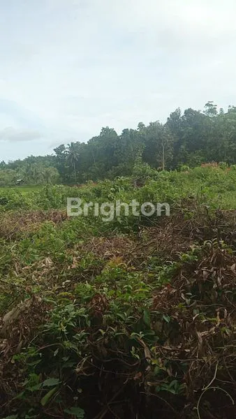 image DI JUAL TANAH CURUG BITUNG - BANTEN (2)