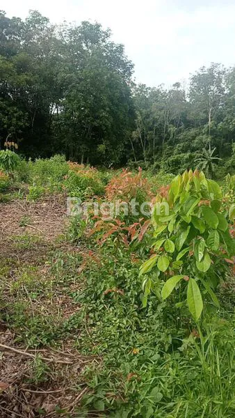 image DI JUAL TANAH CURUG BITUNG - BANTEN (3)