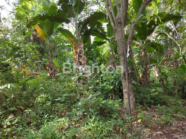 image TANAH KEBUN MURAH DI CIANGSANA BOGOR DEKAT KOTA WISATA CIBUBUR (5)