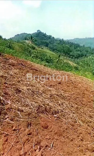 image HOT DEAL! TANAH 10 HA DI CIJAMBE SUKABUMI – SUBUR, STRATEGIS, HARGA KOMPETITIF!AKSES JALAN NASIONAL (5)