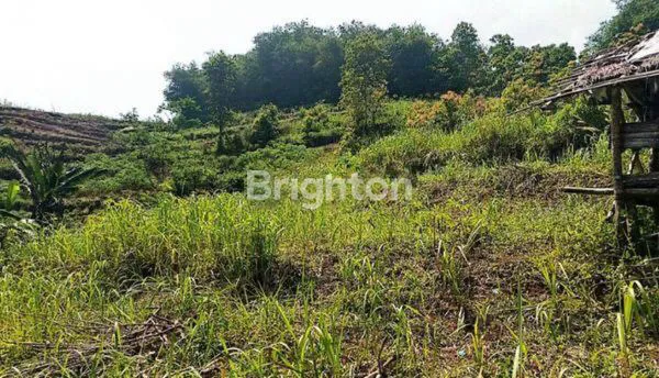 image HOT DEAL! TANAH 10 HA DI CIJAMBE SUKABUMI – SUBUR, STRATEGIS, HARGA KOMPETITIF!AKSES JALAN NASIONAL (6)