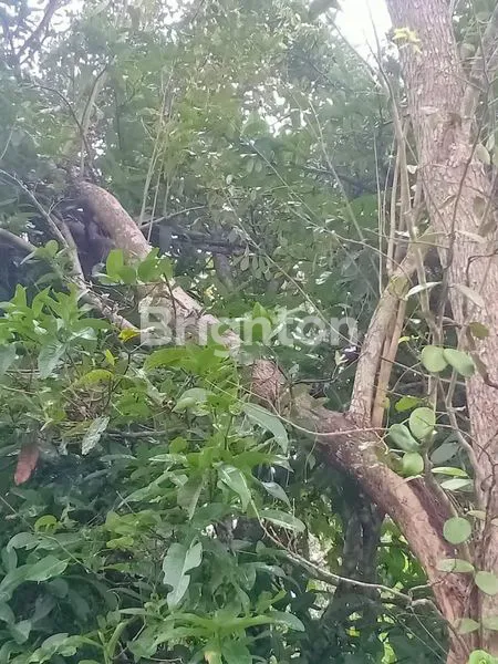 TANAH KAVLING DI JL RAYA NGANTANG SUMBERMULYO MALANG